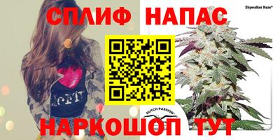индика Ставрополь